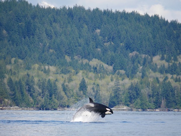 Plenty of whales to watch in april: April 15th An Action Packed Trip In Howe Sound With The T36a S Vancouver Island Whale Watch Nanaimo Bc