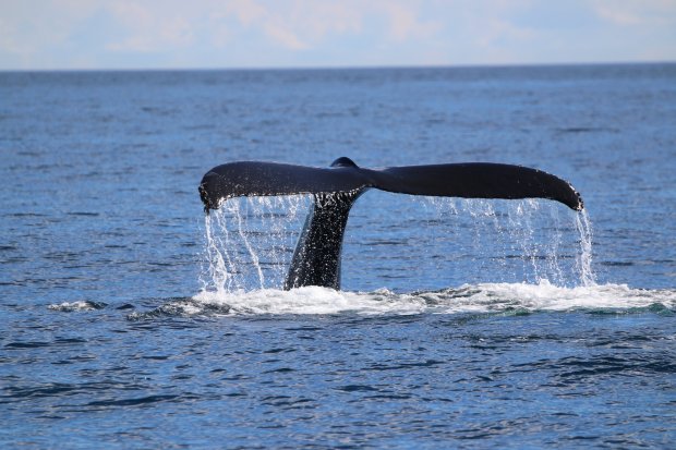 January and february are the best months the see whales at the kohala coast. Big Island Whale Watch Tours Departing Out Of Kona Hawaiian Adventures