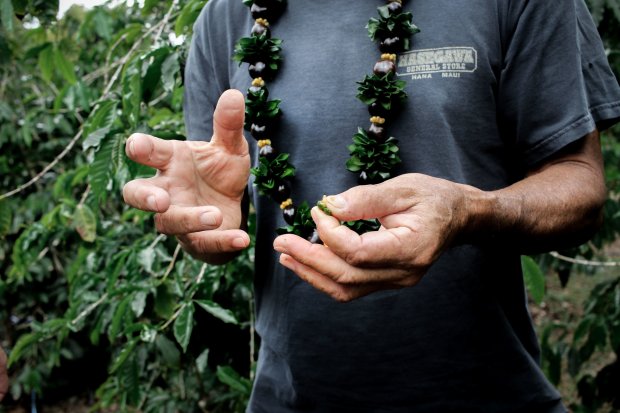 100% pure kona coffee is a rare commodity exclusively grown in north and south kona. Growing 100 Kona Coffee A Labor Of Love Waimea Coffee Company