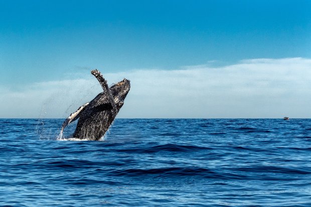 Every year between december and april, more than 8,000 humpback whales journey over 3,500 miles to hawaii where they congregate to . Where To See Whales In Kona My Hawaii Hostel