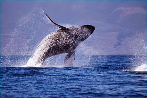 Discover when humpback whales visit hawaii every year so you can plan your next tropical vacation and whale watching adventure. All Hawaii News Public Reacts To Whale Sanctuary Plans Honolulu Mayor Caldwell Returns Budget Without Signature Ige Discusses Japan Trip Big Island Shuts Down Section 8 Waiting List Some Kauai Bed And