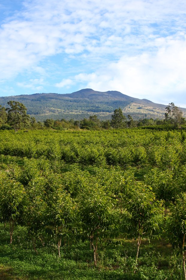 In addition to hawaii (the big island), there are coffee plantations on maui, kauai, oahu, and even the tiny island of molokai! What Is 100 Kona Coffee Kona Coffee And Tea Company
