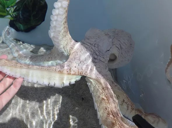 The north kona farm is looking to successfully rear octopus on land, first for aquariums and someday to supply the market. Home Kanaloaoctopus