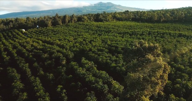 Coffee grinders are perfect if you want to experience a fresh cup of coffee, but getting the right one can be difficult. The Artistry Of Roasting Kona Coffee And Tea Company