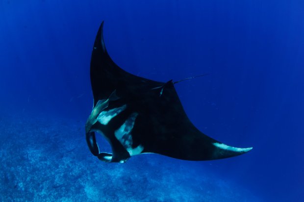 JPG Much like humans, some are very friendly and have a lot of connections, while others are loners with only one or two close relationships. What Are Mobulids Manta Devil Ray Ecology And Biology Manta Trust
