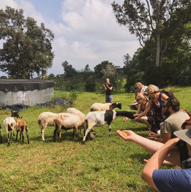 Coffee farms that organize tours on the big island · rooster farms · kuaiwi farm · sunshower farms · heavenly hawaiian · mountain thunder · buddha's . Tours Tastings Sunshower Farms Kona Coffee Farm And Event Venue