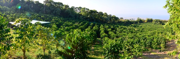 The high elevation, constant cloud coverage and rich volcanic soil from . Karmasu Coffee Estate Farm Karmasu Kona Coffee
