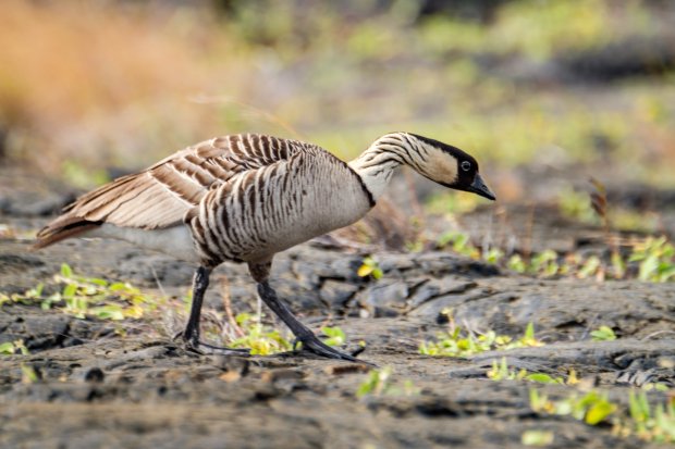 Volcanoes national park offers plenty of opportunities outside of viewing the famous kilauea volcano. Hawaii Volcanoes National Park The Greatest American Road Trip