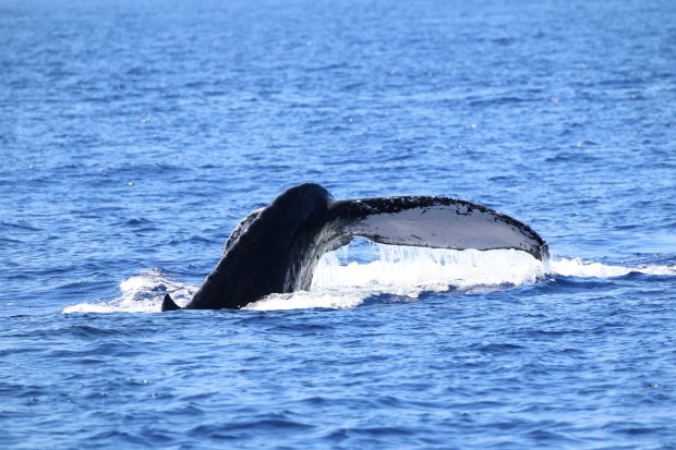 Hawaii has dozens of tour operators, including a few that lead kayak excursions—a thrilling way to experience these majestic mammals. Hawaiian Adventures World Class Kona Whale Watch And Snorkeling Tours