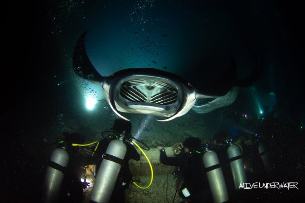 On the dive you descend into darkness and in the beam of your . Manta Ray Night Snorkel Manta Ray Dives Of Hawaii