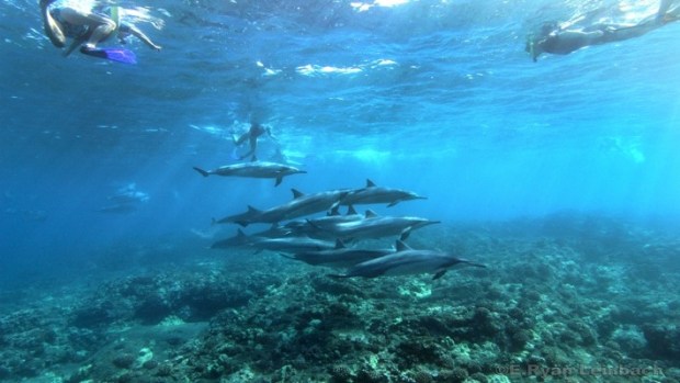 Look no further than the big island dolphin encounter . Dolphin Viewing And Reef Snorkel Tour Best Dolphin Snorkel Tours Hawaii Best Manta Ray Night Snorkel Tour
