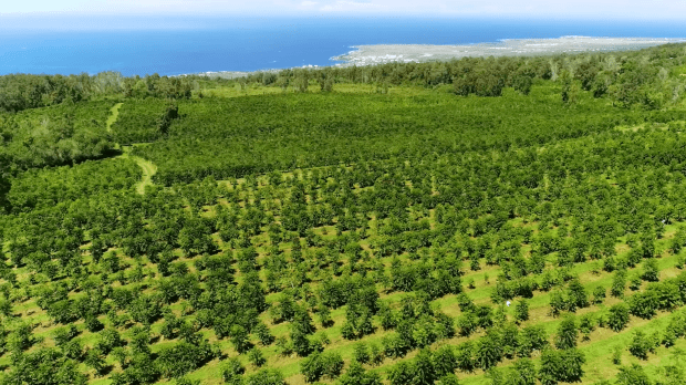 Last tour begins at 3 pm. Sustainably Farmed Kona Coffee And Tea Company