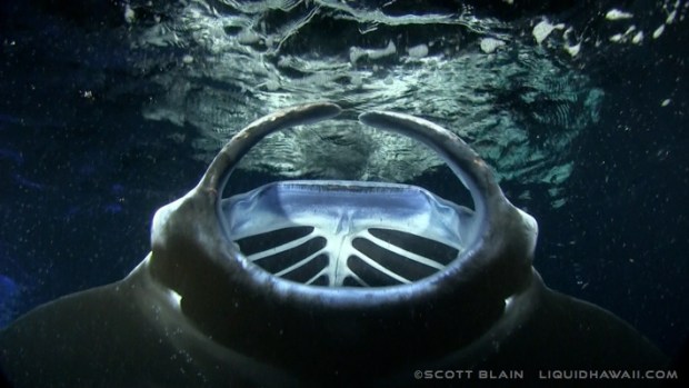 5.0 star rating · sea quest hawaii. Night Manta Ray Snorkel Big Island Hawaii Liquid Hawaii