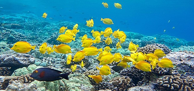 Hilo is worth a visit but may not be worth staying for more than a night. Snorkel Trident Adventures