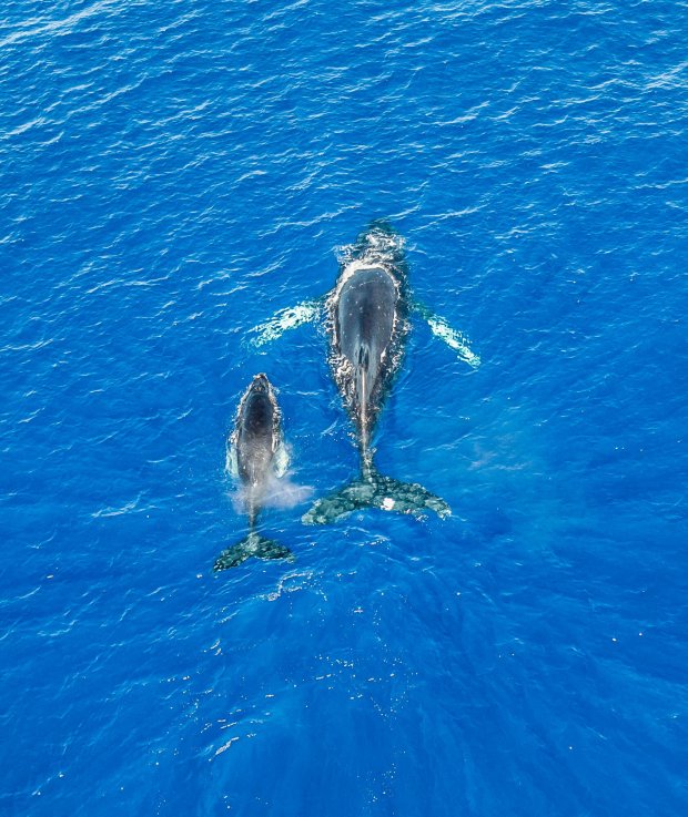 Dec 05, 2021 · list of waterfalls. Whale Watching Ecoadventure Manta Ray Dives Of Hawaii