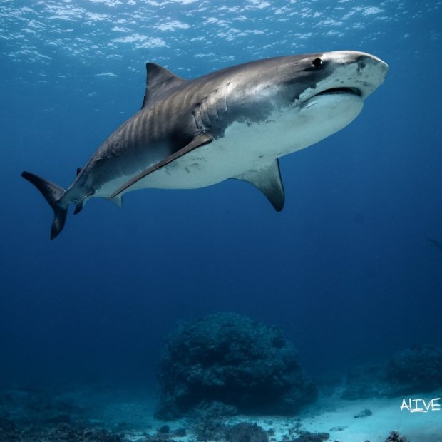 Guaranteed close encounters with the large manta rays. Kona Diving Ecoadventures