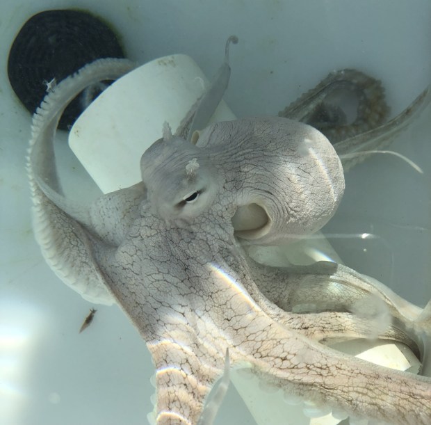 Kanaloa octopus farm is located on the big island of hawai'i, behind the kona international airport, in the hawai'i ocean science and technology park. Blog Boldly Go Travel