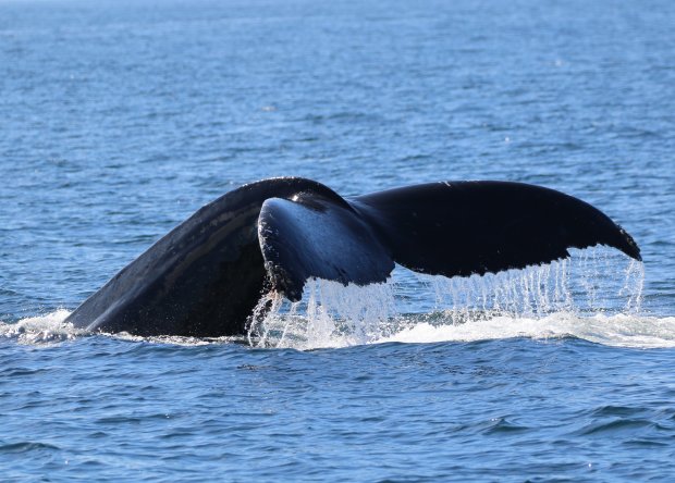 Join us on an excursion to the island and have the trip of a lifetime. Whale Watching And Snorkel Tours In Kona Hawaii Hawaiian Adventures