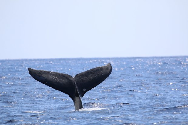Big island whale watching tour kona hawaii. Big Island Whale Watch Tours Departing Out Of Kona Hawaiian Adventures