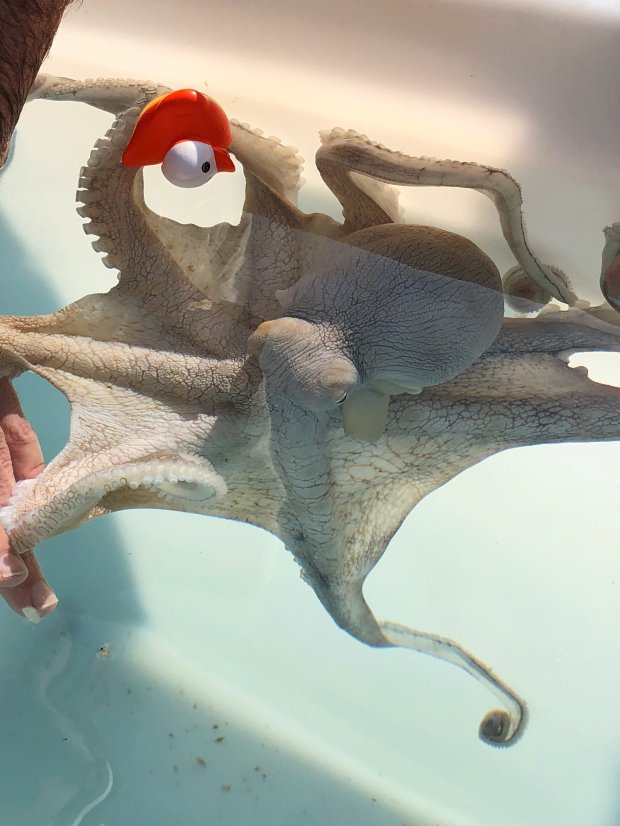 About 9 billion land animals are slaughtered for food in the united states each year. Blog Boldly Go Travel