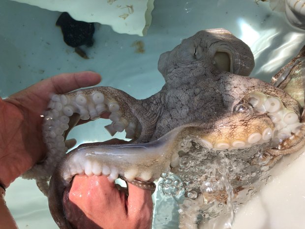 Kanaloa octopus farm is a research facility that is great for kids and adults alike. Blog Boldly Go Travel