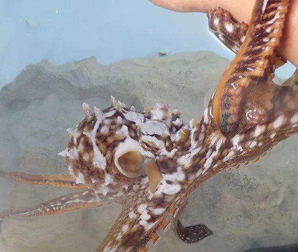 For more information or to . Home Kanaloaoctopus