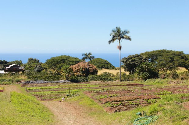 That all depends on your vacation preferences. Keala Ola Farm