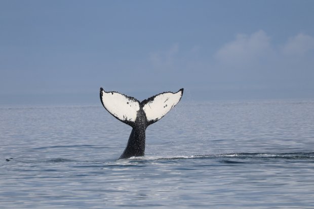 Whether it's a private or public tour, we limit the passenger count to . Whale Watching And Snorkel Tours In Kona Hawaii Hawaiian Adventures