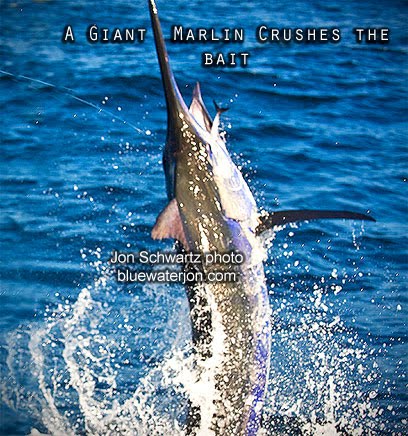 Largest flag fish of each category splits purse. Jon Schwartz S Blog Fishing Big Fish Photography And Travel Official 2010 Hibt Blog Marlin Fishing Tournament Update From Kona Hawaii