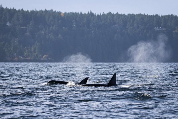 Between november and may, migrating humpback whales make the journey down to the hawaiian islands to mate and rear their calves, . Recent Sightings Vancouver Island Whale Watching Nanaimo