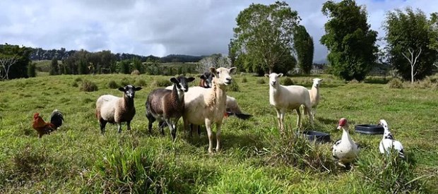 Everyone has to start somewhere, and for the beginner or hobby farmer, starting the process of obtaining farm machinery might be challenging. Home Small Saints Animal Sanctuary