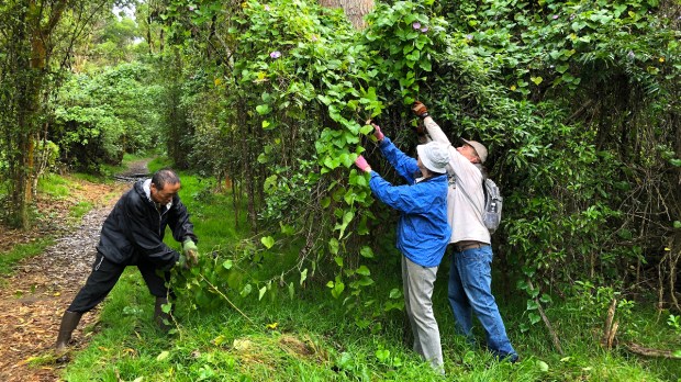 The national parks located in the united states and its territories are nothing short of impressive. Hawaii Volcanoes National Park News Center Hawaii Wildfire Management Organization