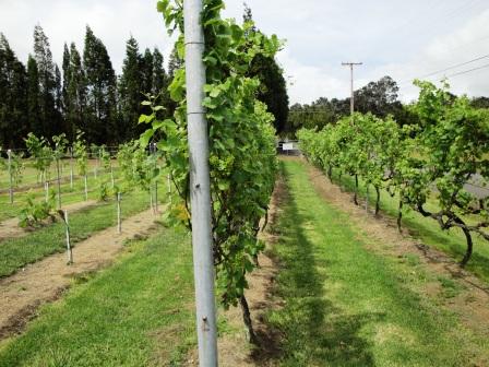 Long island has dozens of wineries making top quality wines from many varieties of grapes. Fun Hawaii Travel Volcano Winery On The Big Island