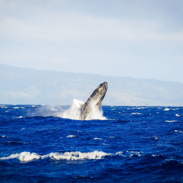 When choosing the dates to go whale watching in maui, schedule it around . When Is The Best Time To See Whales In Maui The Captain S Log