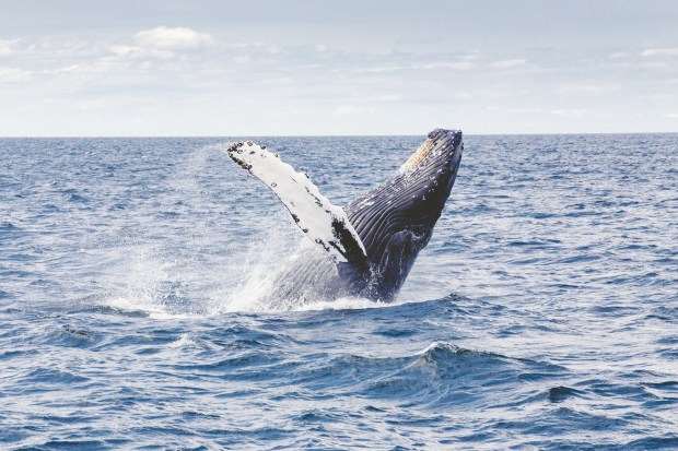 Whale watch operators will not go out if the seas are unsafe, but most captains and crew don't get seasick! A Tale Of A Whale Is Whale Watching Doing More Harm Than Good By Gaby Aziz Medium