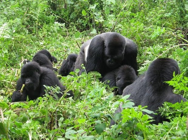 These dramatic volcanoes are sure to make for a memorable national parks trip. 1 Day Rwanda Gorilla Trek Excursion Rwanda Short Gorilla Tour To Volcanoes National Park Sight Seeing In Uganda And Rwanda