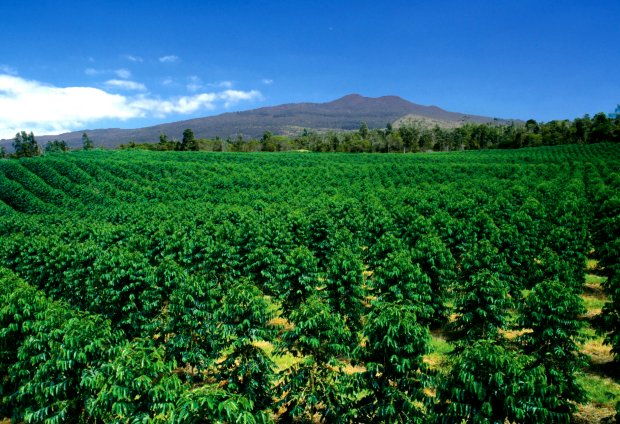 Oct 02, 2021 · south georgia is famous for its lush, rolling landscape, historic small towns and large collection of antebellum and traditional quail hunting plantations. Farm Kona Coffee And Tea Company