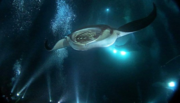 Over 2 miles off the kona coast in 5,000 feet . Night Dive With Manta Rays Chasing A Sun