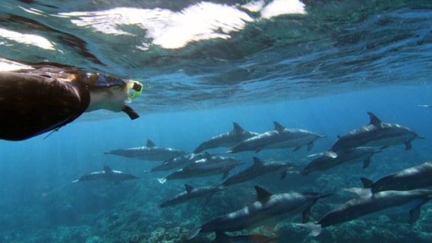 A large number of humpback whales make their way from alaska to . Best Dolphin Snorkel Tours On The Big Island Of Hawaii Dolphin Swim Hawaii Puako Best Night Manta Ray Snorkel Manta Ray Dive Dolphin Swim Whales