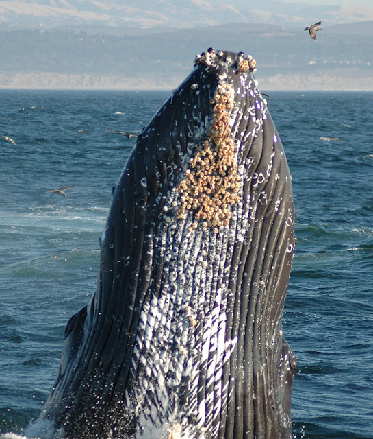 A series of measures to control whale watching were issued . Is Whale Watching Damaging To Whales The Ark In Space