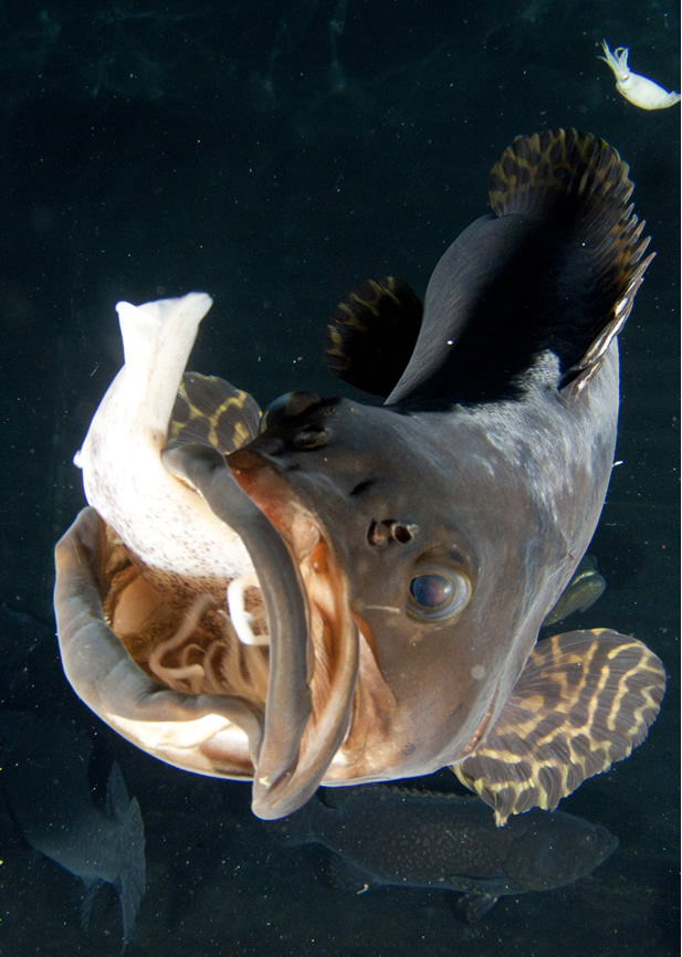 Gabby is in charge of making sure our fish move from point a to b smoothly! Research Projects Ocean Era