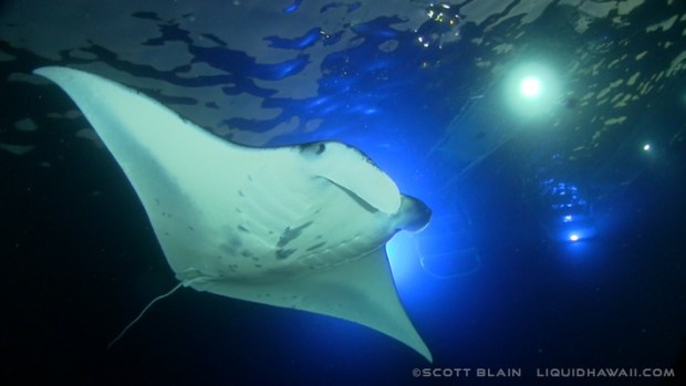 Tour a working coffee farm where delicious kona coffee is grown. Best Dolphin Snorkel Tours On The Big Island Of Hawaii Dolphin Swim Hawaii Puako Best Night Manta Ray Snorkel Manta Ray Dive Dolphin Swim Whales