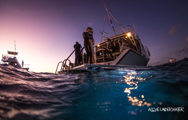 The hawaiian kona coast is home to over 240 resident manta rays and each has been identified and named. Manta Ray Dives Of Hawaii