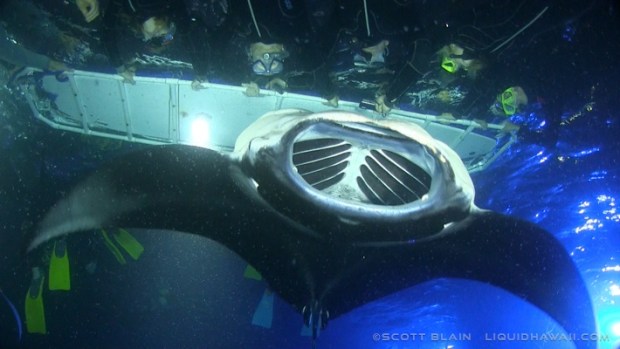 Our double hull canoes let you snorkel with manta rays in a whole different way — in a small group, and at your own pace. Manta Ray Snorkel Tour Best Dolphin Snorkel Tours Hawaii Best Manta Ray Night Snorkel Tour