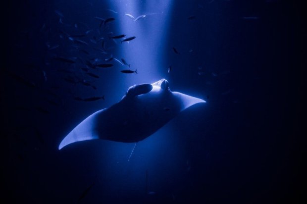 This 2 hour 30 minute boat and snorkel tour is guaranteed to be the highlight of your hawaiʻi vacation! Kona S Manta Rays Kona Manta Ray Tours My Hawaii Hostel