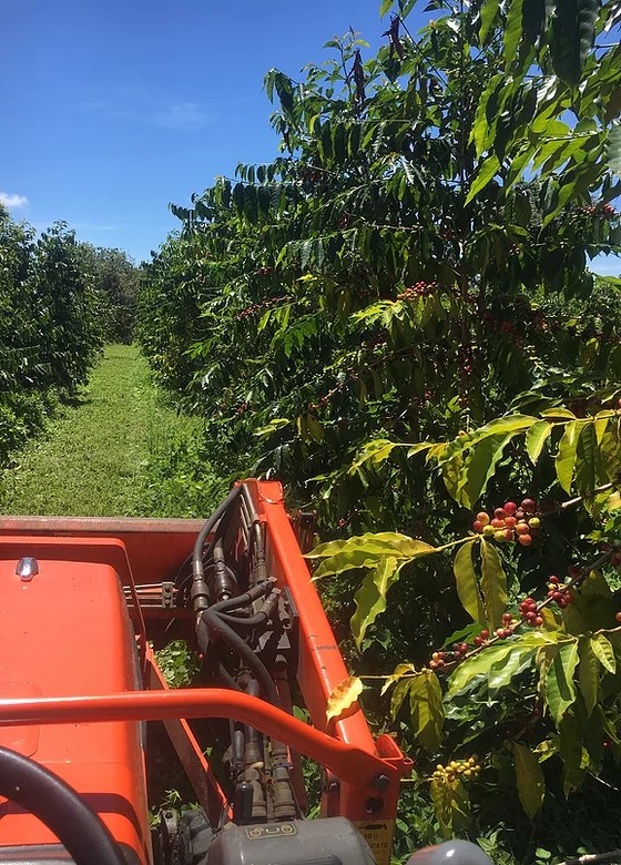 The farm consists of a grove of over 3,000 arabica coffee trees. About Keopucoffee