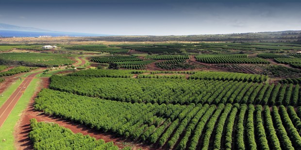 Coffee tours in hawaii (the big island) ; Ka Anapali Coffee Farms Real Estate Lots In Maui Hawaii