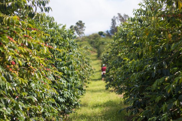 Kona view coffee farm · ucc hawaii kona coffee estate · greenwell farms · heavenly hawaiian farms · pacific coffee research · keoki's roadside café · kau coffee mill. Careers Kona Coffee And Tea Company