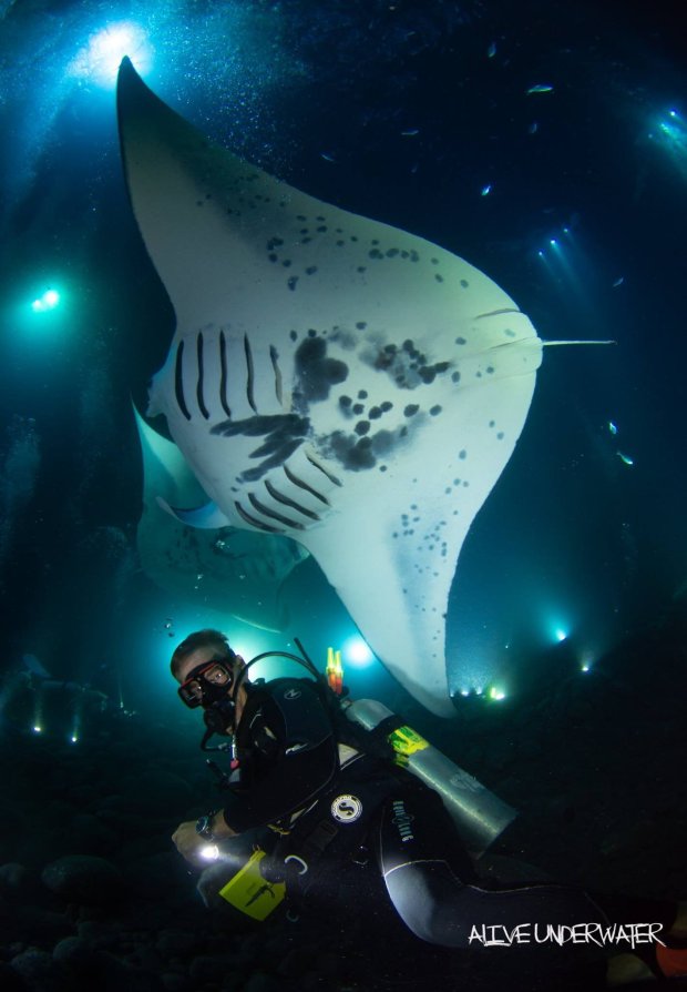 Experience a once in a lifetime encounter with giant manta rays, an experience you can only find in hawaii on the big island. Kona Diving Ecoadventures