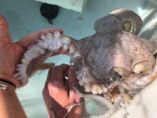 Kanaloa octopus farm is located on the big island of hawai'i, behind the kona international airport, in the hawai'i ocean science and technology park. Blog Boldly Go Travel